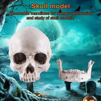 Обучение модел на черепа за изучаване от анатомията, Образователни модели на черепи за Хелоуин, реквизит за маскарадните партита, обучение за училище